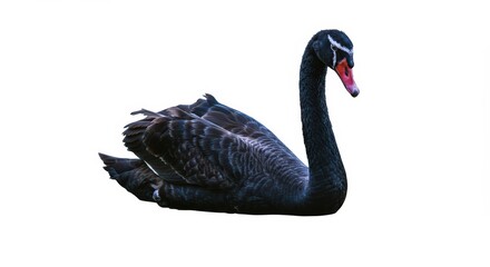 Black swan profile side view