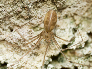 Pholque des maisons (Pholcus phalangioides) en gros plan sur son support minéral
