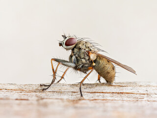 Coenosia tigrina, mouche pr&eacute;datrice de la famille des Muscidae, en gros plan sur bois clair
