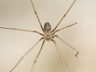 Pholque phalangide (Pholcus phalangioides) dans sa toile, vue macro de face et de dessus