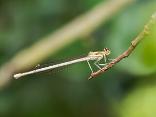Platétron déprimé (Platycnemis pennipes), mâles et femelles perchés sur des végétaux, macrophotographie naturaliste