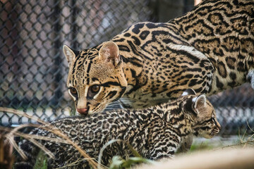 Ocelot and Cubs Interacting in Enclosure