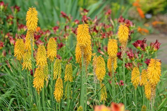 Yellow Kniphofia red hot poker &lsquo;Mango Popsicle&rsquo; in flower.
