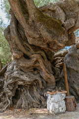 Ancient 2000 Year Old Olive Tree in Exo Chora, Zakynthos, Greece