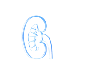 Glowing Blue Kidney Illustration with Transparent Background