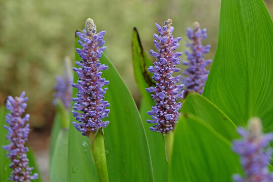 Blue Pontederia cordata, also known as pickerel weed, in flower.
