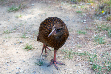 Brown Bird on a Dirt Path