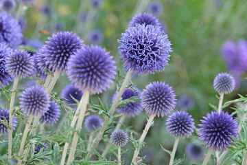 Echinops ritro, Globe thistle ‘Veitch's Blue’ in flower.