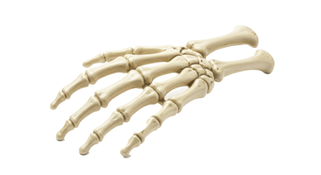 A skeletal hand with fingers extended on a black background in a studio setting on transparent background