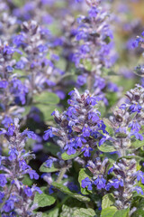 Blooming buggleweed (Ajuga reptans). Important foodplant for insects.