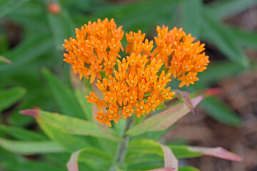Bright orange Asclepias tuberosa, butterlfy weed, in flower.