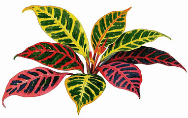 Celadon Whisper Croton Beautiful leafy tree isolated watercolor vector illustration svg