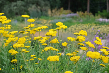 Fototapeta premium Bright yellow Achillea filipendulina, yarrow, ‘Parker’s Variety’ in flower.