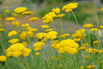 Fototapeta premium Bright yellow Achillea filipendulina, yarrow, ‘Parker’s Variety’ in flower.