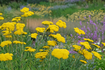 Fototapeta premium Bright yellow Achillea filipendulina, yarrow, ‘Parker’s Variety’ in flower.