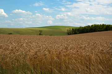 Wheat field under blue sky