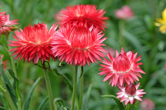 Red Xerochrysum also know as strawflower or  everlasting flower in bloom.
