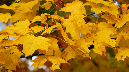 Yellowed maple leaves sway on a tree branch in the wind in an autumn park. Golden Autumn.