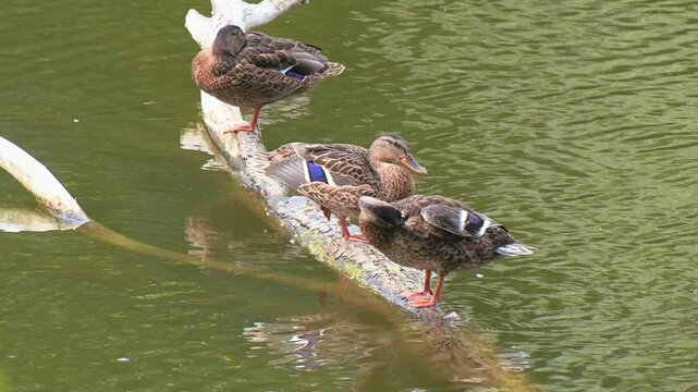 a large tree fallen in the river with ducks sitting on it