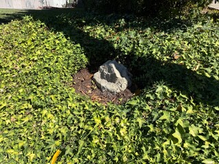 Ivy Growing Around Rocks: Lush green ivy vines winding and cutting through natural rocks, creating a serene and organic outdoor scene full of texture and life.