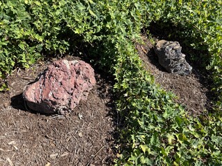 Ivy Growing Around Rocks: Lush green ivy vines winding and cutting through natural rocks, creating a serene and organic outdoor scene full of texture and life.