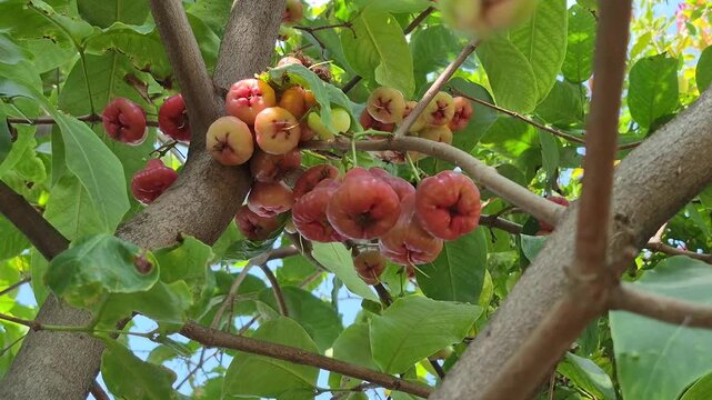 Rose Apple Fruit on Tree

