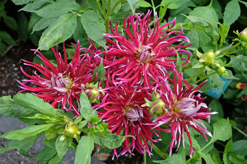 Purple cactus Dahlia ‘Hollyhill Spiderwoman’ in flower.