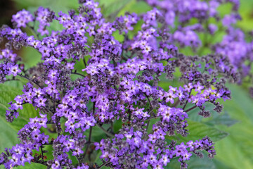 Obraz premium Purple Heliotropium arborescens, heliotrope or cherry pie plant ‘Marine’ in flower.