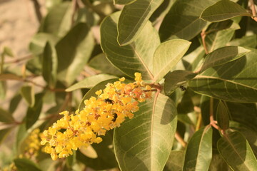 Floração da árvore de Murici no interior da vegetação de caatinga do nordeste cearense. Flor do pé de Murici 