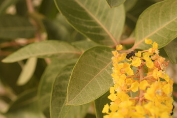 Polinização das flores de Murici. Árvore de Murici com pequenos insetos arapuás pousado sobre o cacho de flor