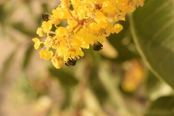 Galho florido de árvore de Murici com flores amarelas desabrochadas e insetos arapuás sobre suas petalas