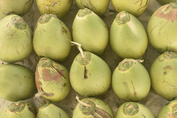 Cocos verdes organizados e enfileirados. Coco verde um ao lado do outro. Colheita de plantação de coqueiro tropical