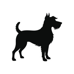 black dog isolated on white background