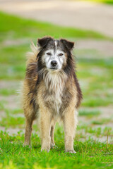 Mongrel dog of red color lies on its stomach on the grass, stretching its front paws forward.