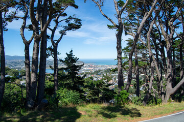 Scenic Coastal View Framed by Trees