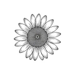 Detailed hand drawn sketch of a single sunflower bloom in black and white