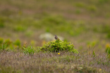 The water pipit stands on a leaf in a mountain meadow. A pipit in its natural habitat in Romania.