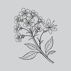 Clean Linework Botanical Art