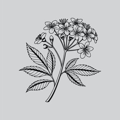 Nature Inspired Floral Outline Artwork