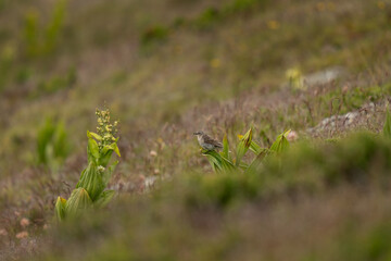 The water pipit stands on a leaf in a mountain meadow. A pipit in its natural habitat in Romania.