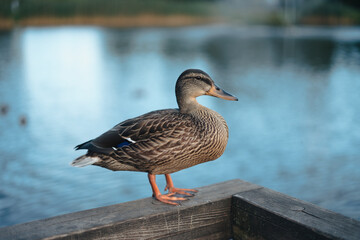 Duck, close up photo, lake in the background