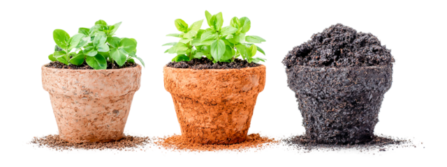 Three plants in pots isolated on transparent background showing different stages of growth