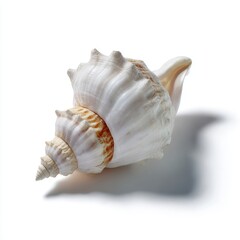A small, white conch seashell, isolated on a pure white background. Ocean, spiral form.