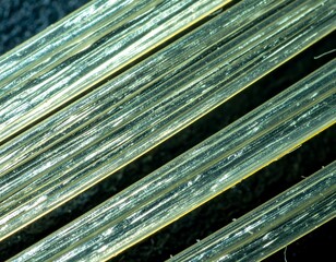 Close-up of parallel translucent fibers