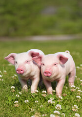 two pigs in a field