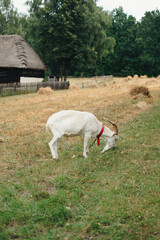 Obraz premium A goat at the field eating grass. Rural, agriculture, polish village, Poland