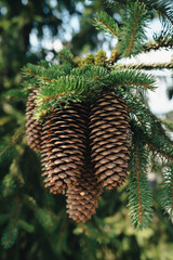 Large pine cones at the tree