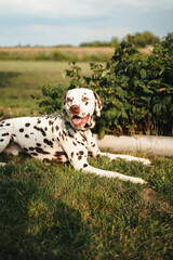 Dalmatian dog with brown spots at the garden, summer time