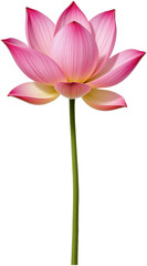 Naklejka premium Beautiful Pink Lotus Flower with Elegant Petals and Green Stem
