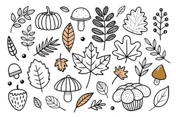 Autumn leaves and forest elements doodle fall leaf